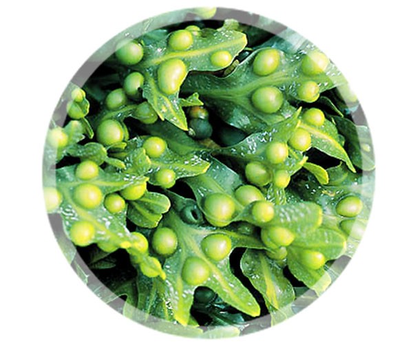 A szerves barna alga természetes jód tartalma a tartós fogyás záloga.